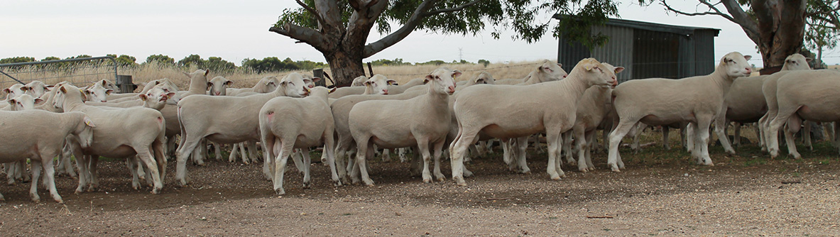 Gemini Prime Lamb Studs - White Suffolks Gemini Prime Lamb Studs - White Suffolks