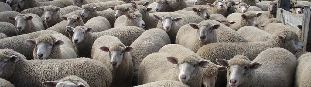 Gemini Prime Lamb Studs - Sales