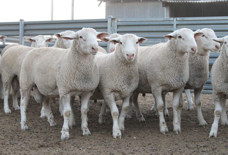 GEMINI---30-July---Caption---Selection-of-Gemini-Prime-Lamb's-high-performance-flock-rams(1) GEMINI---30-July---Caption---Selection-of-Gemini-Prime-Lamb's-high-performance-flock-rams(1)