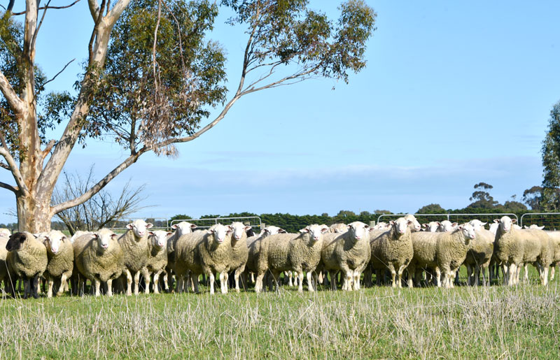 Gemini-Prime-Lamb-Sires---Selection-of-October-Sale-Rams-2021---116-EDX(2) Gemini-Prime-Lamb-Sires---Selection-of-October-Sale-Rams-2021---116-EDX(2)