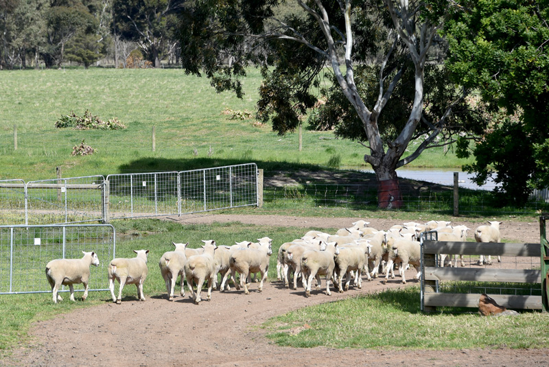 GEMINI---White-Suffolk-Sale-Rams-2021(2) GEMINI---White-Suffolk-Sale-Rams-2021(2)