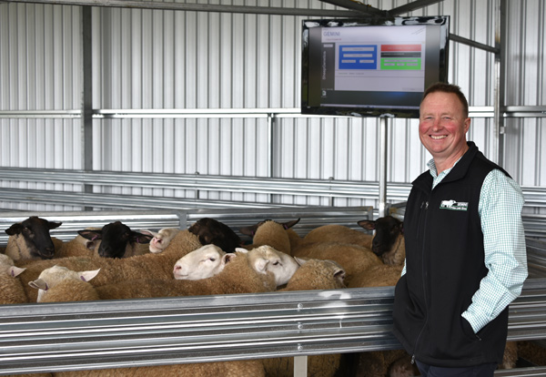 Gemini-Prime-Lamb-Sires-Stud-Principal-Craig-Mitchell-with-October-Sale-Rams---380-EDX