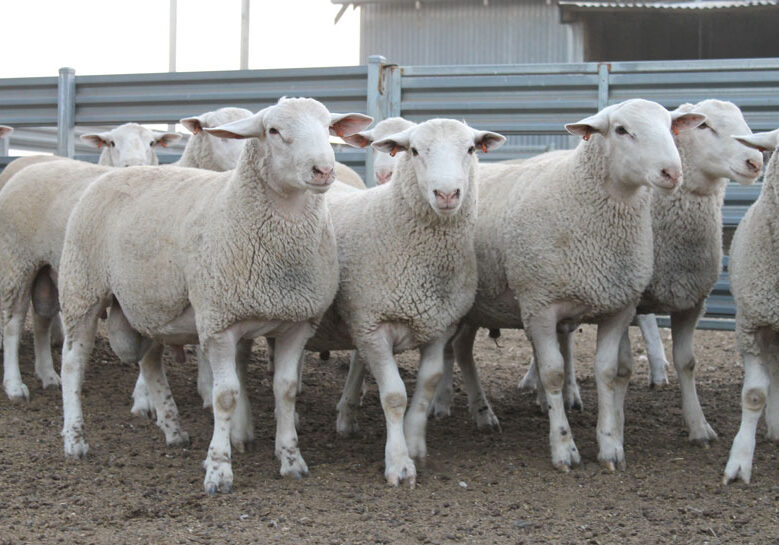 GEMINI---30-July---Caption---Selection-of-Gemini-Prime-Lamb's-high-performance-flock-rams(1)