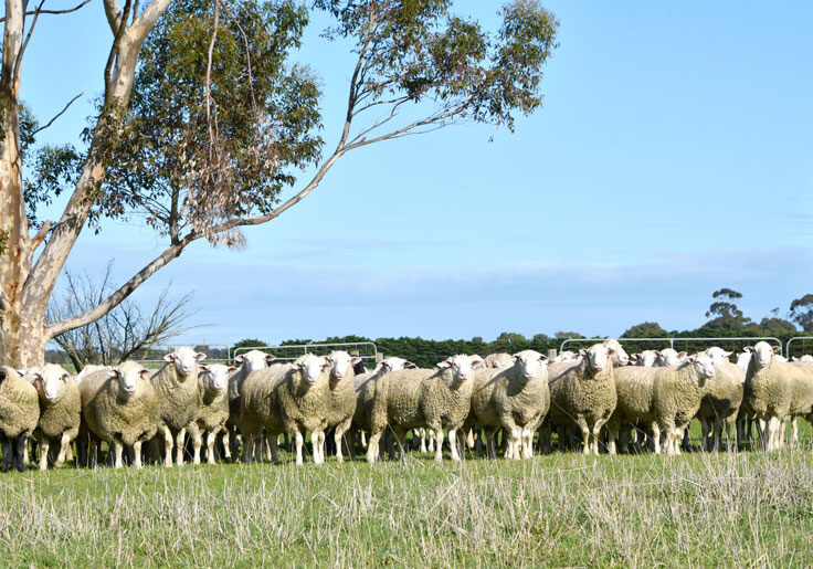 Gemini-Prime-Lamb-Sires---Selection-of-October-Sale-Rams-2021---116-EDX(2)